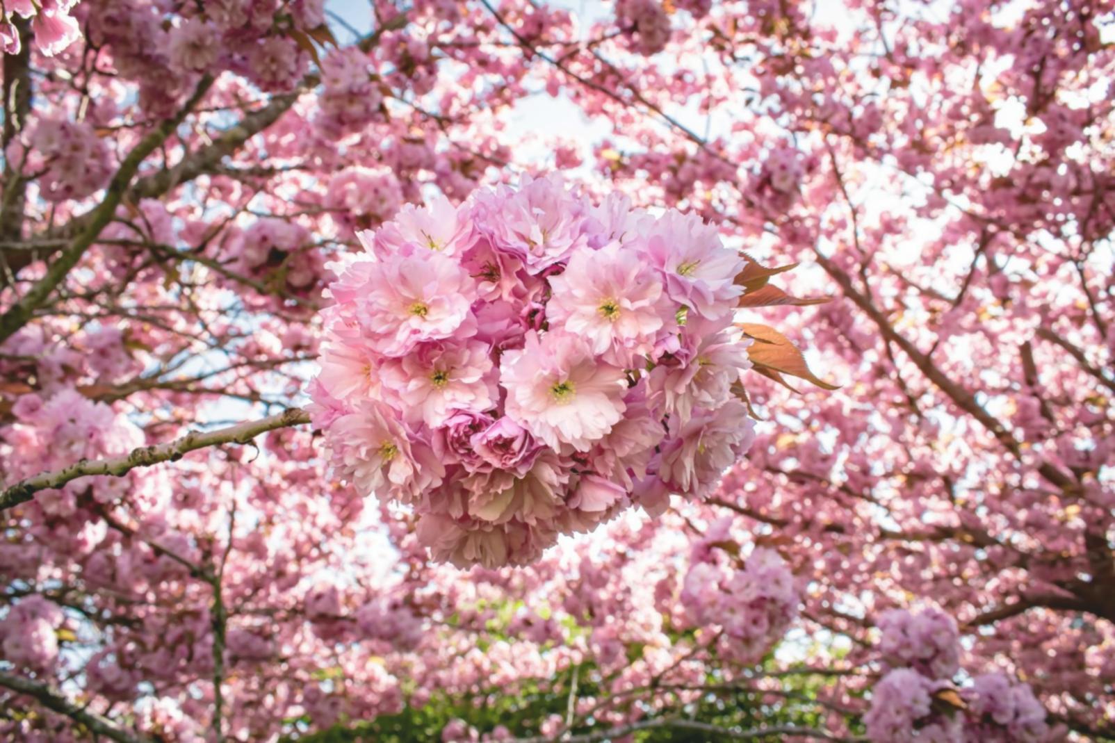 Wedding bouquet design workspace with fresh seasonal flowers and design tools